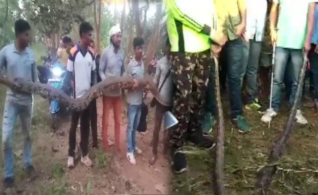 पाइप से आ रही थी अजीब सी आवाज, पास जाकर देखा तो मिले 18 फीट लंबे 6 अजगर