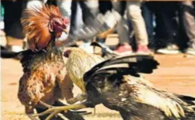 शहर और गांवों में टुसू पर्व की धूम: दांव पर लग रही मुर्गे की जिंदगी