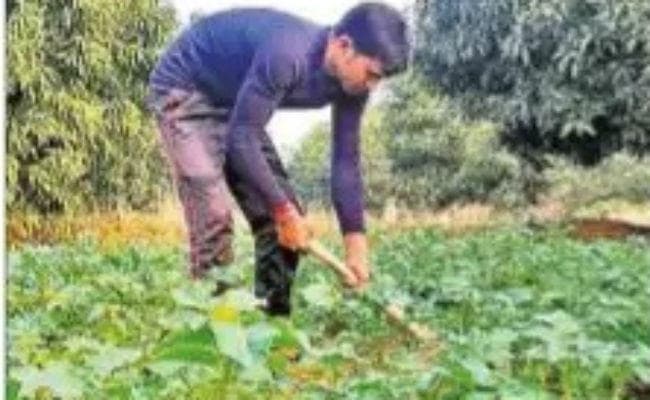 जूट मिल के बंद पड़े रहने से लुप्त हो रही है पाट की खेती, घटते दामों के कारण किसानों में उदासी