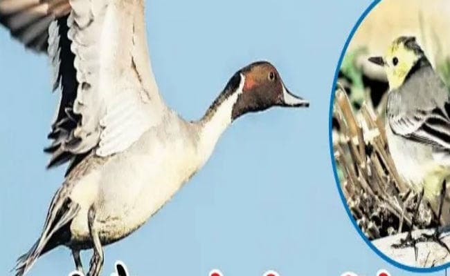 झारखंड के मौसम से इस साल खुश नहीं हैं परदेसी परिंदे, पढ़ें ये खास रिपोर्ट