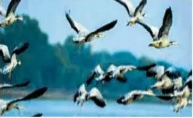 बिना खाये-पीये लगातार 12 घंटे तक उड़कर झारखंड पहुंचते हैं ये परिंदे