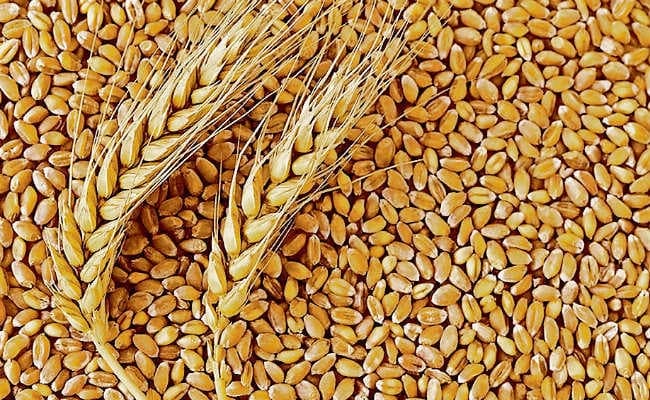 गेहूं पैदावार में शीघ्र ही तीसरे नंबर पर पहुंचेगा बिहार