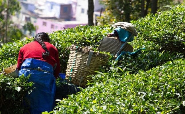 चाय बागान कर्मचारियों की जिंदगी बेहतर होने पर ही चाय उत्पादन में हो सकती है बढ़ोतरी : आइटीए