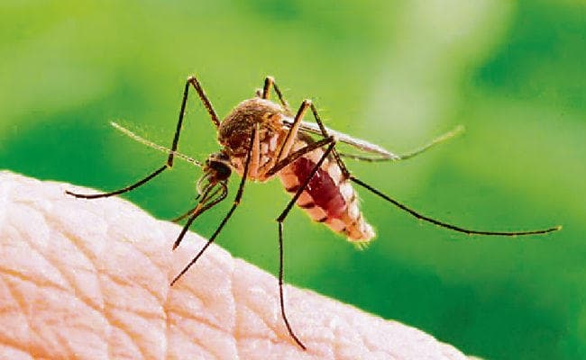 Explainer: भयावह होती जा रही डेंगू की स्थिति, पटना में डेंगू मरीजों की संख्या पहुंची 96, जानें बचने के उपाय