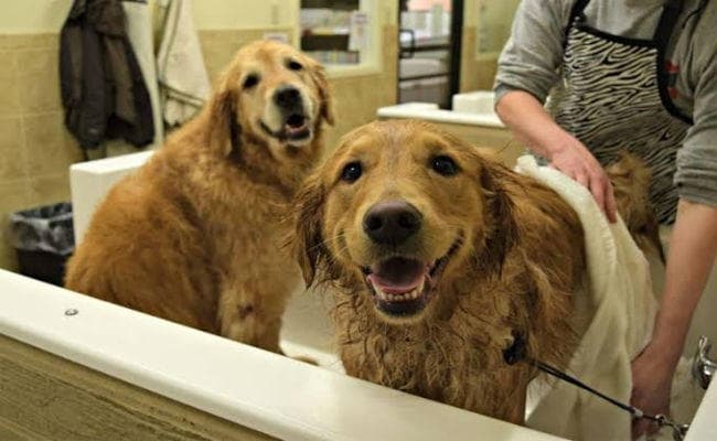 जल्द ही कुत्तों के लिए खुलेगा ‘होटल’