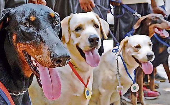 पटना : पुलिस के डॉग स्क्वायड पर पार्वो के अटैक का खतरा