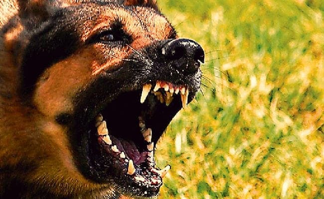 धनबाद-बोकारो सहित कई जिलों में एंटी रेबीज सूई नहीं