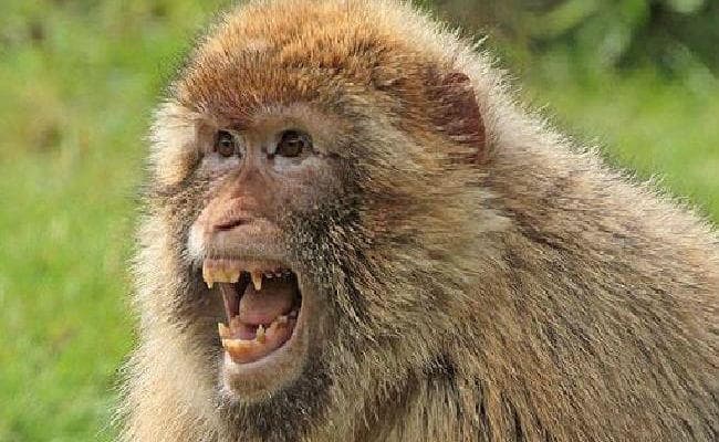 बंदर के आतंक से ग्रामीणों में दहशत, तीन घायल