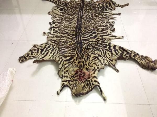 बाघ की खाल के साथ तीन तस्कर गिरफ्तार