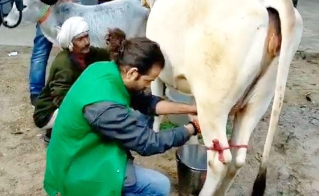 गौ सेवा करते तेजप्रताप यादव ने ट्वीट किया वीडियो, कहा- हम कृष्ण के वंशज, हम ढकोसला नहीं करते...