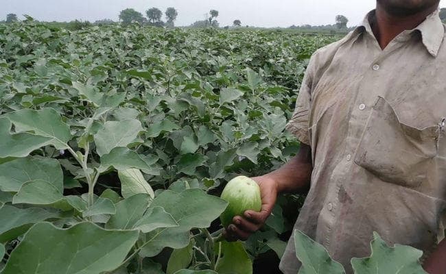 किसानों की आमदनी बढ़ा रहा पश्चिम बंगाल, सब्जी उत्पादन में यूपी को पछाड़ने के बाद बना अव्वल