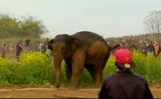 कुआं में गिरा झुंड से बिछड़ा हाथी का बच्चा, 13 घंटे बाद सुरक्षित निकाला गया बाहर