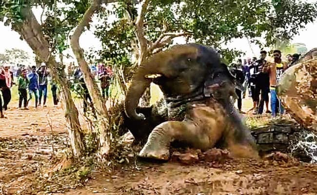 बेड़ो : कुएं में गिरे हाथी को ग्रामीणों ने निकाला, 13 घंटे चला रेस्क्यू ऑपरेशन