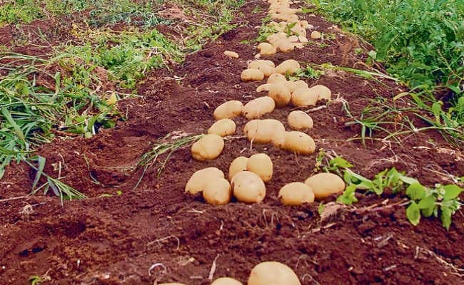 फरवरी से शुरू होगी सब्जी की जैविक खेती, बिहार राज्य जैविक मिशन का होगा गठन