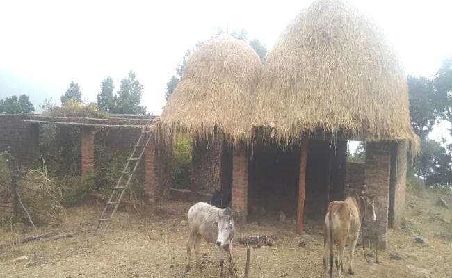 सरकार ने स्कूल किया बंद तो ग्रामीणों ने बना दिया गौशाला, छत पर रखा जा रहा पुआल