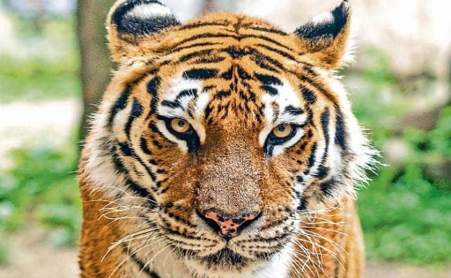 राजगीर सफारी : अगस्त से खुले में घूमते देख सकेंगे शेर व भालू, काम अंतिम चरण में