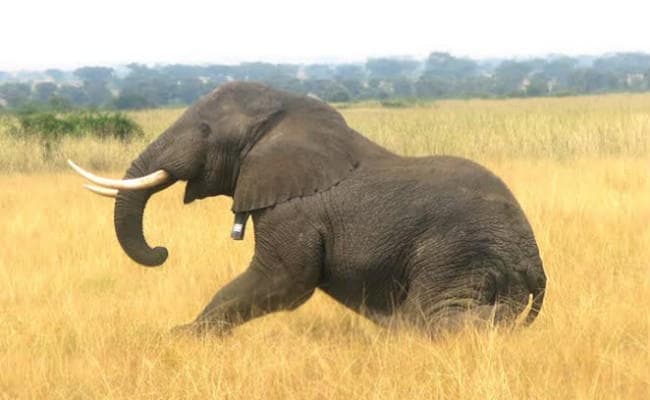 बंगाल-झारखंड की सीमा पर हाथी ने मां-बेटी को कुचलकर मार डाला