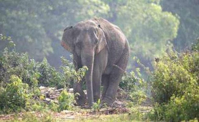 हाथी ने मां-बेटी को कुचला, मौत