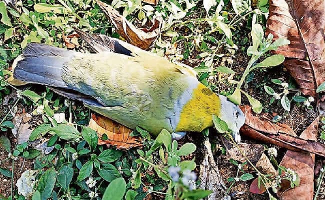 बेतला नेशनल पार्क में मर रहे पक्षी, दो दुर्लभ पक्षी की भी मौत, अज्ञात बीमारी की आशंका