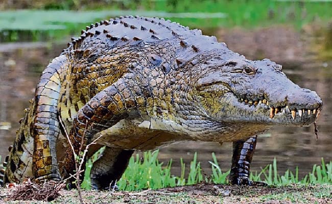 पटना : जू में पहली बार आयेगा ग्रीन एनाकोंडा, संजय गांधी जैविक उद्यान से आठ घड़ियाल जायेंगे वापस