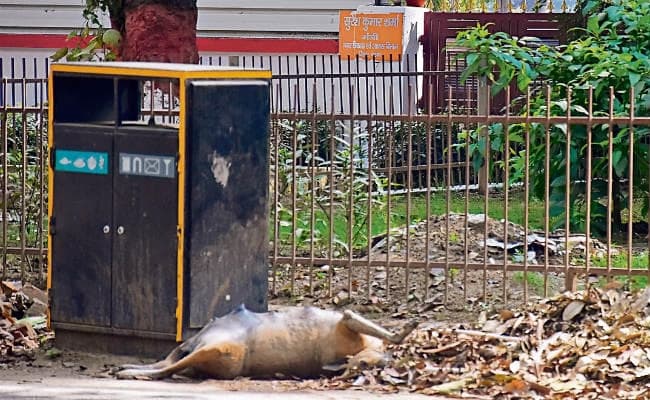 हड़ताल खत्म करने की अपील, गंदगी के ढेर पर शहर, मंत्री के आवास के सामने फेंका मरा कुत्ता