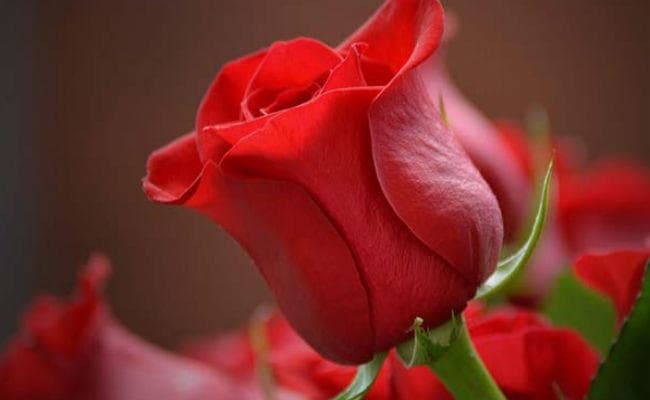 Happy Rose Day 2022 : पटना में खूब हुआ प्यार का इजहार, रोज डे पर बि‍क गये 15 लाख के गुलाब