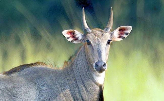 सीवान में नीलगाय ने हमला कर दो ग्रामीणों को मार डाला