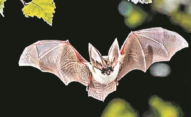नगालैंड के चमगादड़ों पर हुए शोध की जांच के आदेश, सरकार की इजाजत के बगैर विदेशी शोधार्थियों ने किया अध्ययन