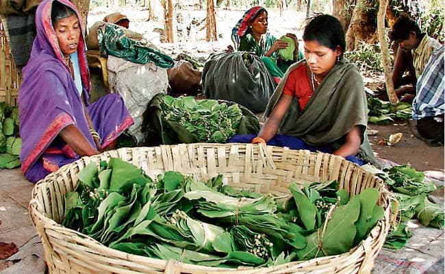 रांची : नहीं मिल रहे केंदू पत्ता के खरीदार, मजदूरों पर संकट