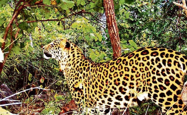 मेदिनीनगर : पीटीआर में दिखे चौसिंगा व हनीबैजर जैसे दुर्लभ जंतु