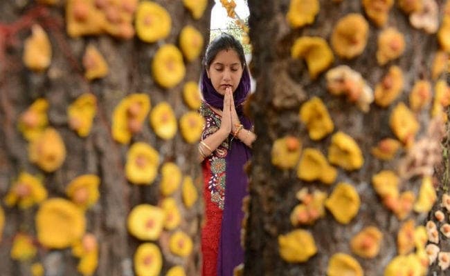 अंधविश्वास : सर्पाकार कुम्हड़े के तने की पूजा