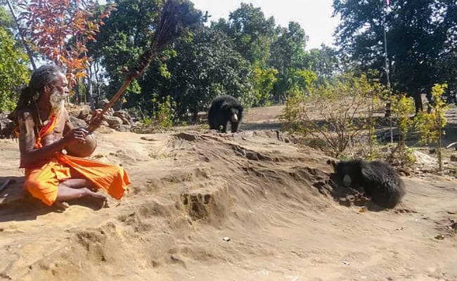 भालुओं का एक परिवार हर दिन आता है साधु की कुटिया में, खामोशी से बैठकर सुनता है पूरा भजन