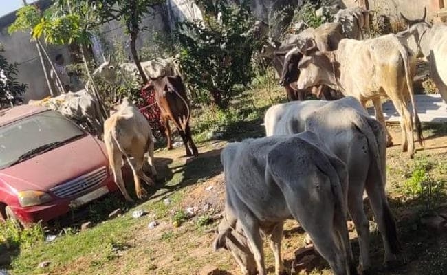 Ranchi में सुबह-सुबह पकड़ाया गौवंश लदा ट्रक, दो लोग हिरासत में