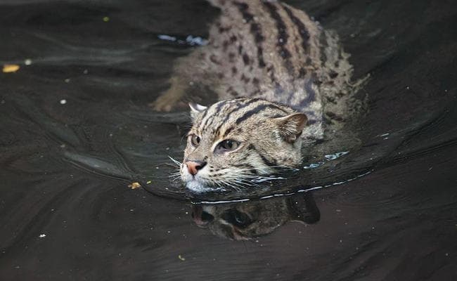 पश्चिम बंगाल में फिशिंग कैट का कटा हुआ सिर मिला