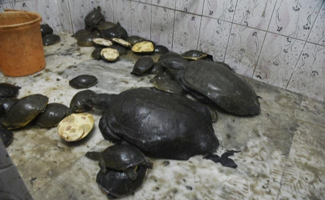 हावड़ा स्टेशन से 92 कछुआ के साथ तीन गिरफ्तार