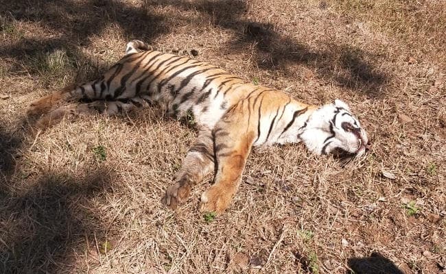 पलामू टाइगर रिजर्व में बायसन के झुंड ने बाघिन को मार डाला