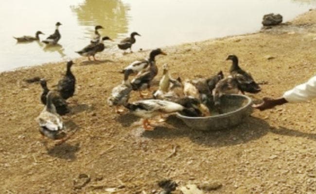 शारीरिक रूप से कमजोर होने के बावजूद लाखों लोगों को प्रेरित करती है लातेहार के दीपक की कहानी