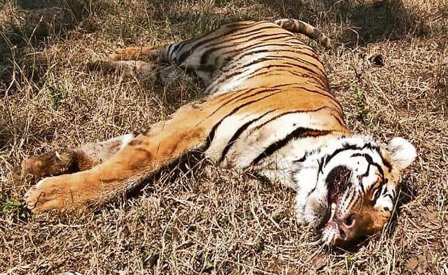 बेतला : मौत के बाद पोस्टमार्टम रिपोर्ट में खुलासा, सात दिन से भूखी थी बाघिन, पेट था खाली