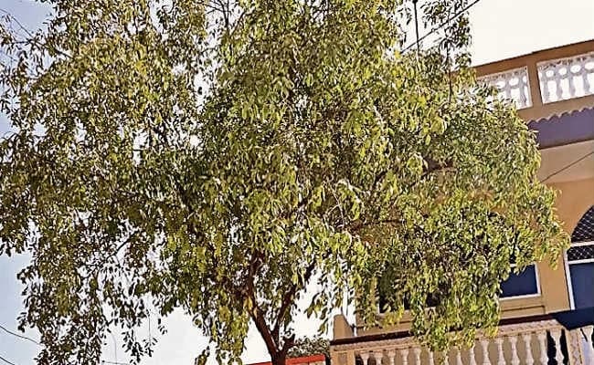 वैशाली के पकौली में बिटिया की शादी में लगाते हैं चंदन का पौधा