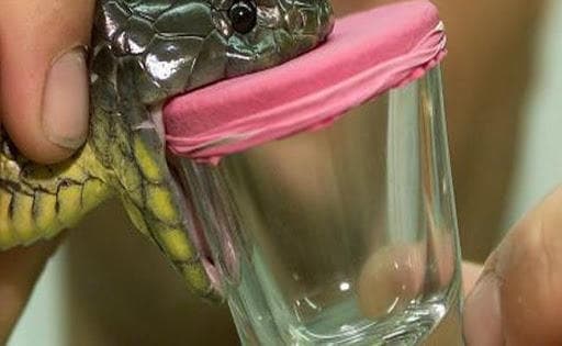 विलुप्त कोबरा विष की बढ़ती मांग ने सीमांचल में पसारा तस्करों का पांव