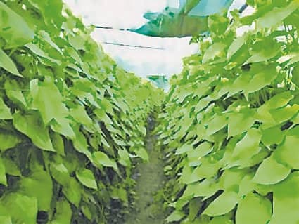 सीएम की घोषणा : मिथिलांचल सहित 17 जिलों में की जायेगी मगही पान की खेती