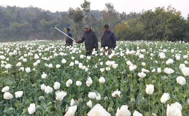 रजरप्‍पा : तीन एकड़ में लगी अफीम की फसल को पुलिस ने किया नष्‍ट, तस्‍करों में हड़कंप