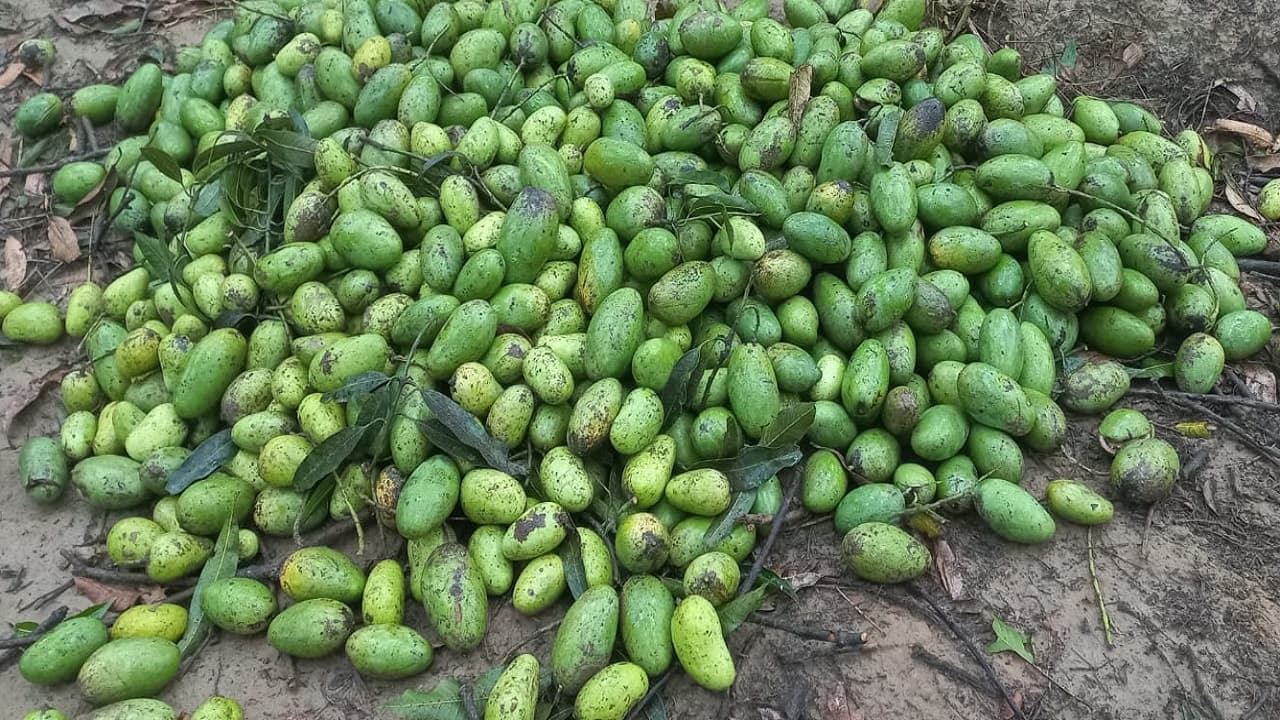 UP Weather: रोहिणी नक्षत्र के तीसरे दिन यूपी में आंधी के साथ भारी बारिश, मलिहाबाद के आम की फसल चौपट