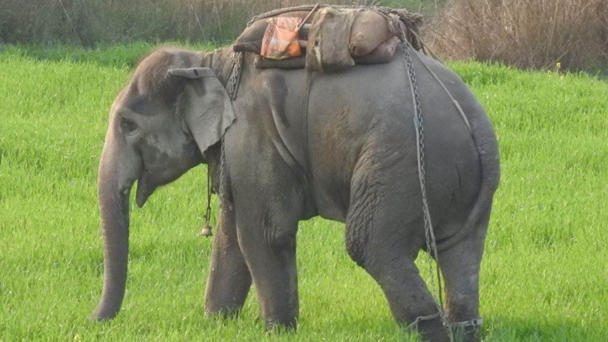 गोरखपुर: गंगाराम हाथी फिर बिदका, अपने महावत को पटका, ट्रेंकुलाइज कर किया गया काबू