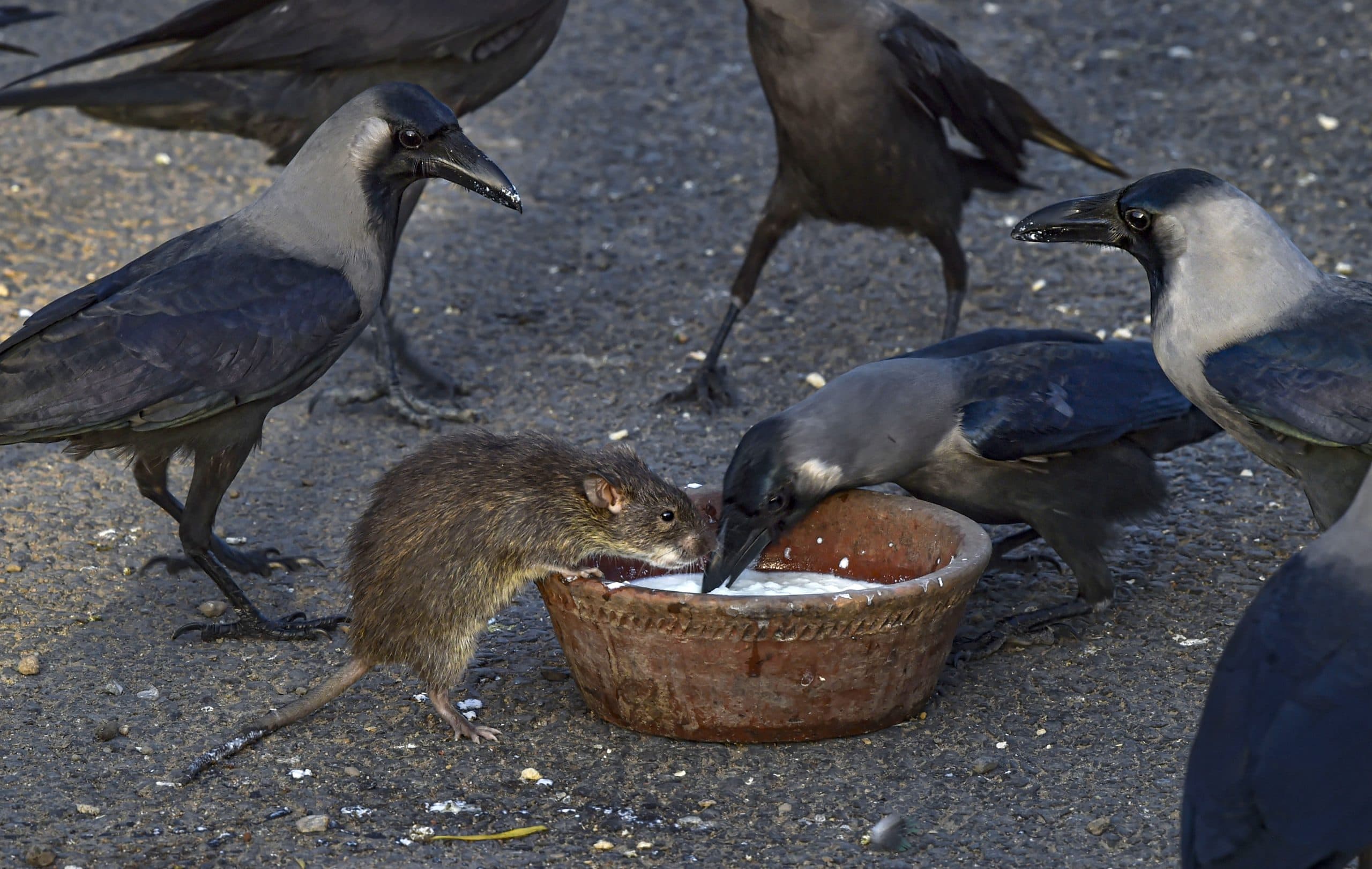 Lockdown : लॉकडाउन में चूहे की हो गयी कौवे से दोस्ती, कुत्ता भी कहां रहता पीछे