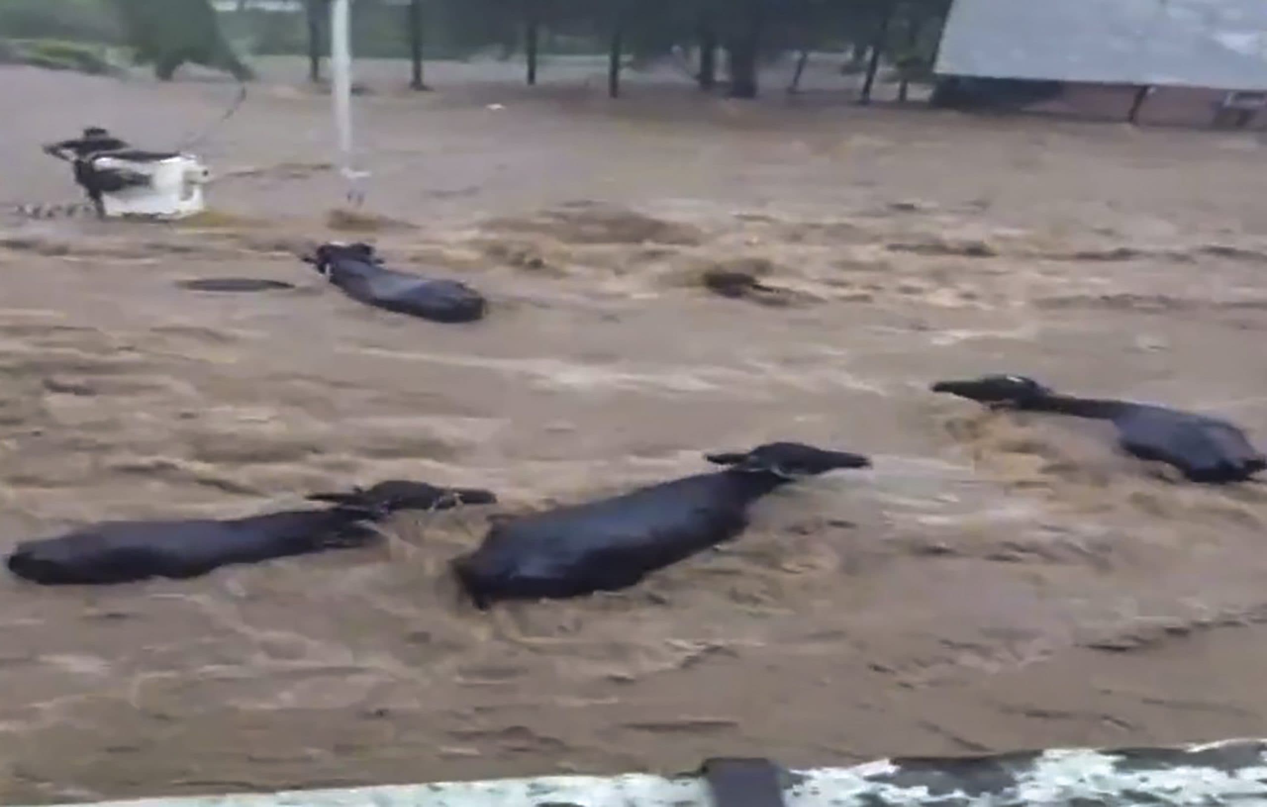 गुजरात के जूनागढ़ में बारिश का तांडव, तेज बहाव में भैंसें बहीं, देखें VIDEO