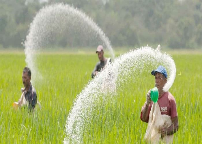 लूट का बाजार : किसानों को 266 रुपये की यूरिया मिल रही 360 में, होलसेलर कर रहे मनमानी