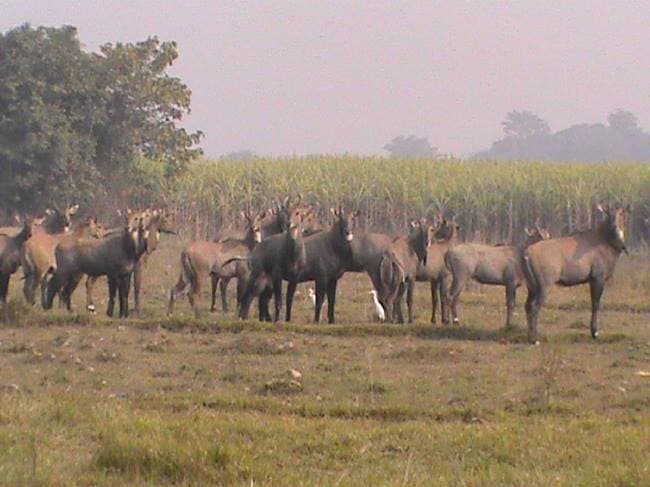 Bihar News: बिहार में मुखिया की सहमति से पकड़े जायेंगे सुअर और नीलगाय, पंचायती राज विभाग ने दी अनुमति