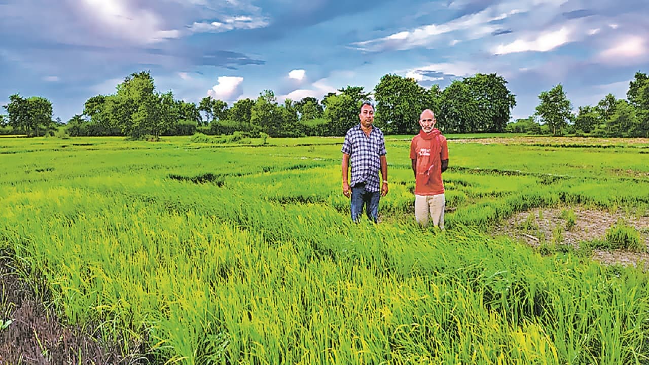 चंपारण के चावल में आयेगी फलों के राजा आम की खुशबू और स्वाद, बढ़ेगी इम्यूनिटी, जाने क्या है खास