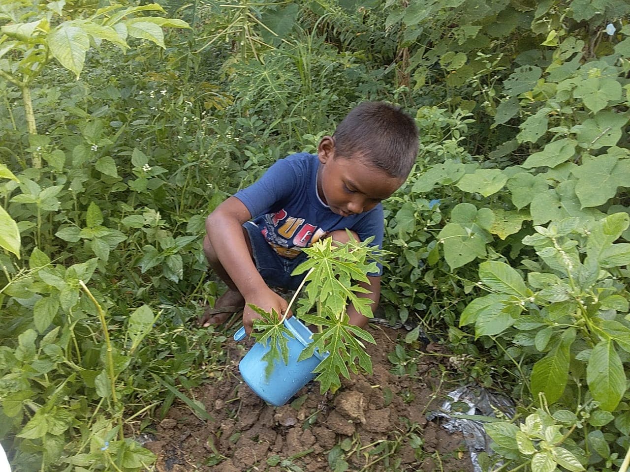 डीएवी विवेकानंद पब्लिक स्कूल बेड़ो में वृक्ष रोपण कर मनाया गया शिक्षक दिवस